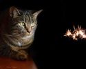 Fairies+Cat10_WatchingFairies-AmazingPicturesCats-byMichaelTaggar_small.jpg
